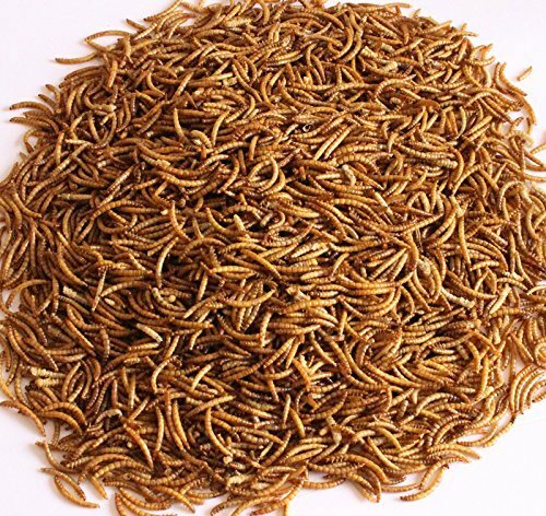 Wholesale Bulk Dried Mealworms for Wild Birds Food Blue Bird Chickens Hen Treats