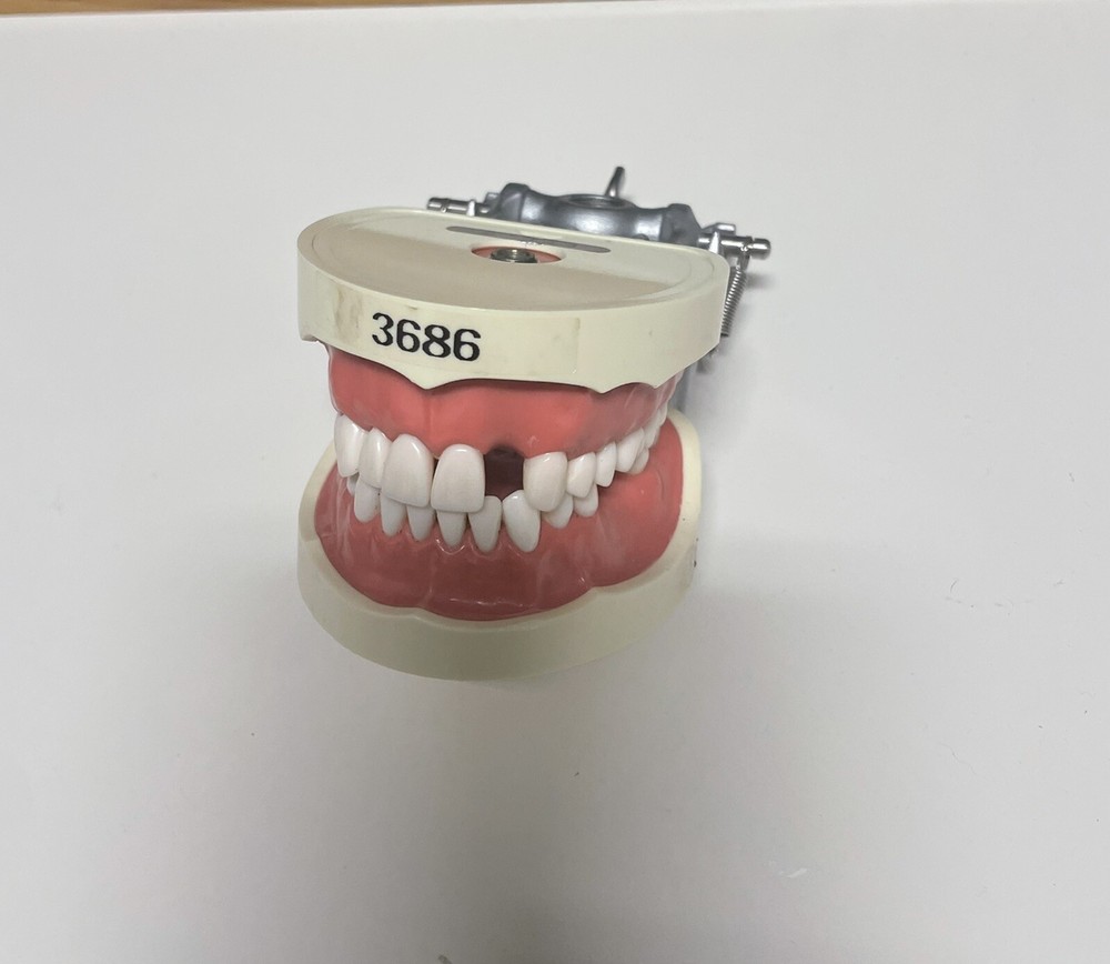 Dental Typodont Model Type With Removable Screw-in Teeth