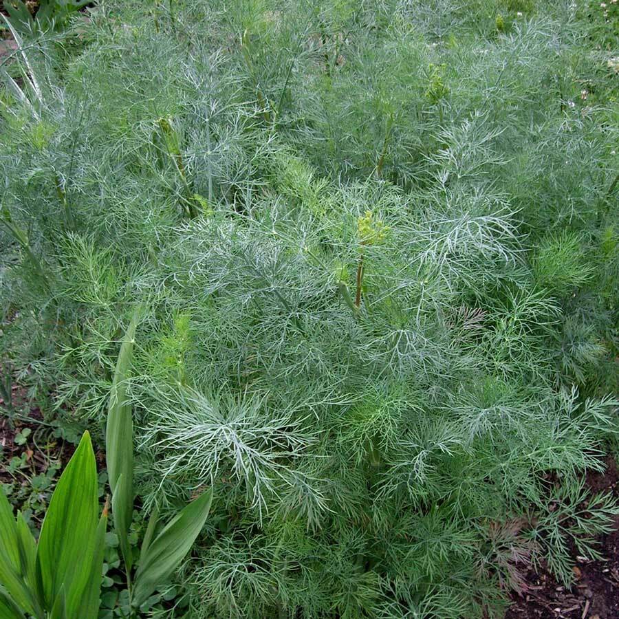 Dukat Dill Seeds | 500 Seeds | Heirloom / Non-GMO | Free Shipping | 1146