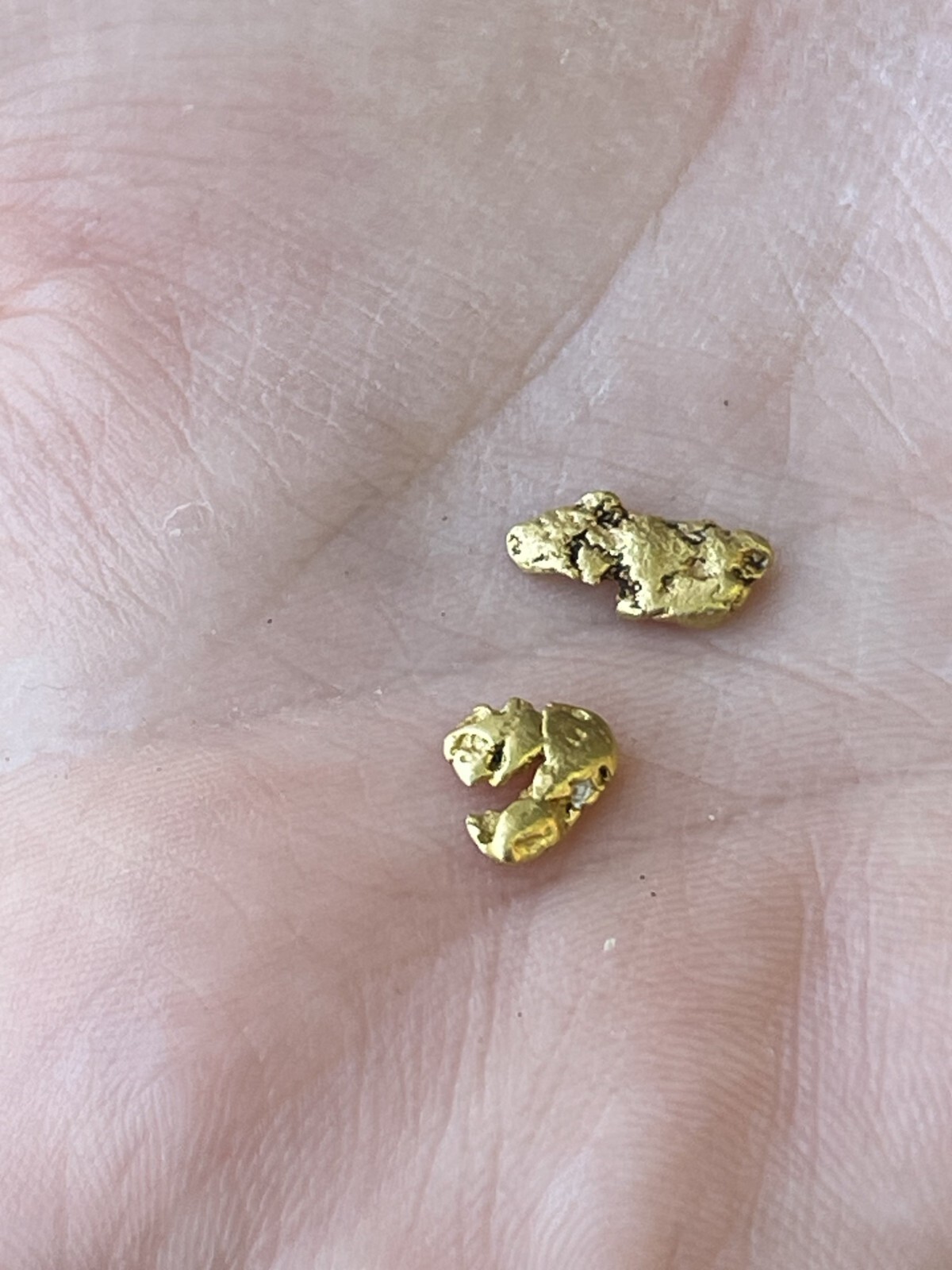 Yuba River Gold Unsearched Paydirt Plus Added Gold Straight from the River rich