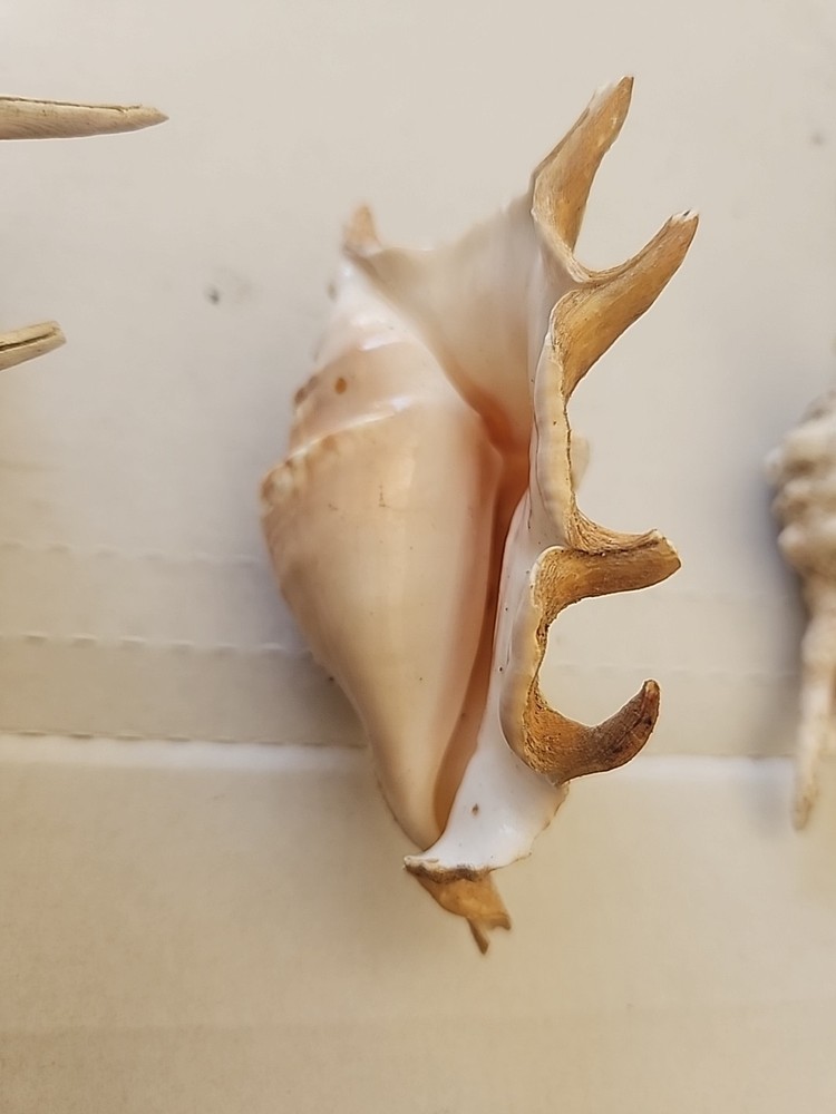 3 SPIDER CONCH shells.