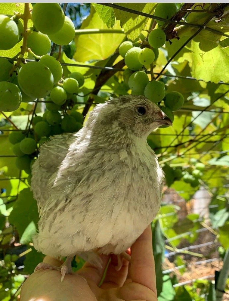 (48+ Total) 24 Celadon Blue/24 AssortedCoturnix Quail Hatching Eggs