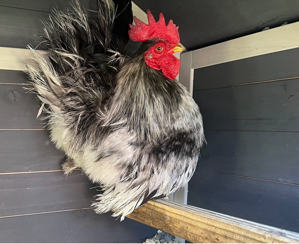 Serama Hatching Eggs *various feather* 10eggs +extra