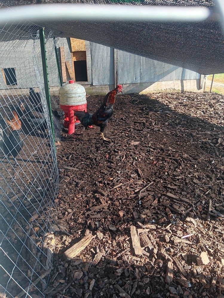 Indio gigante hatching eggs “6+”eggs