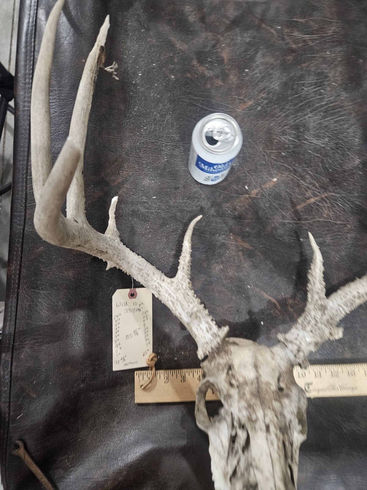 Wild 10 Point Whitetail Deer Antler Rack Horn European Skull Mount Man Cave 155"