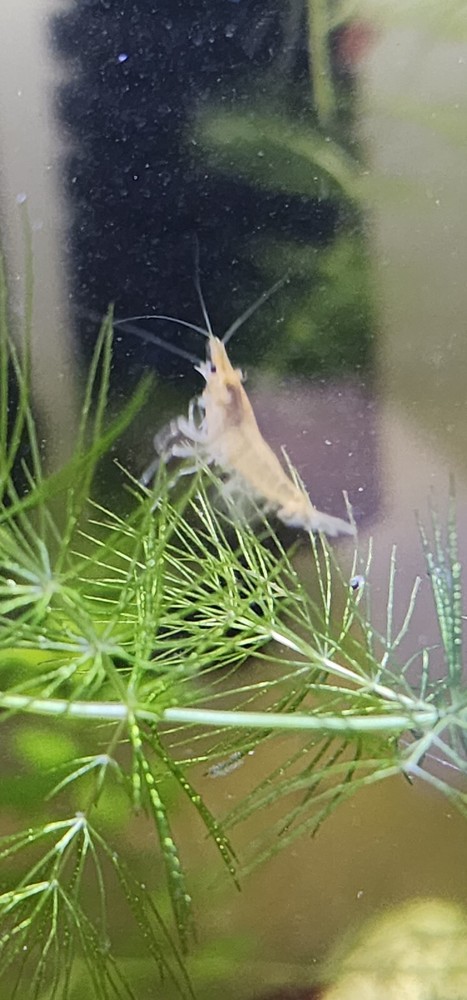 Aquarium plants