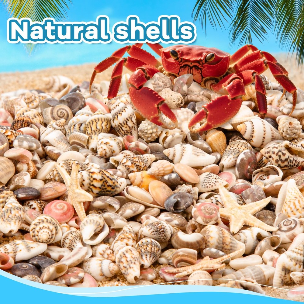 1200 PCS Tiny Seashells& 21 Starfish Mixed Bulk Beach Small Shells for Home Deco