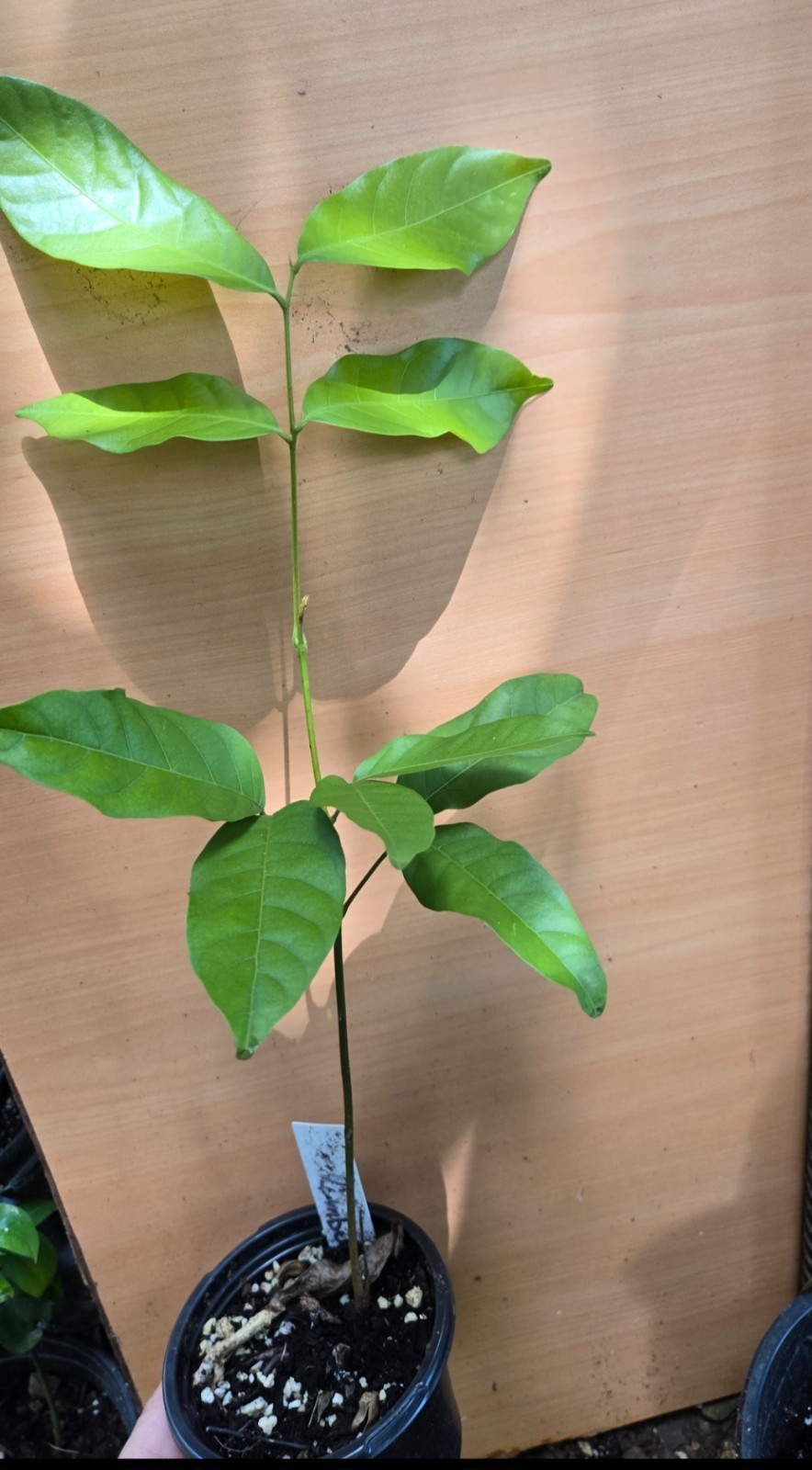 Rambutan Tree Live Tropical Fruit Tree Exotic Lychee-Like Fruit / 1 @ 1.5 feet