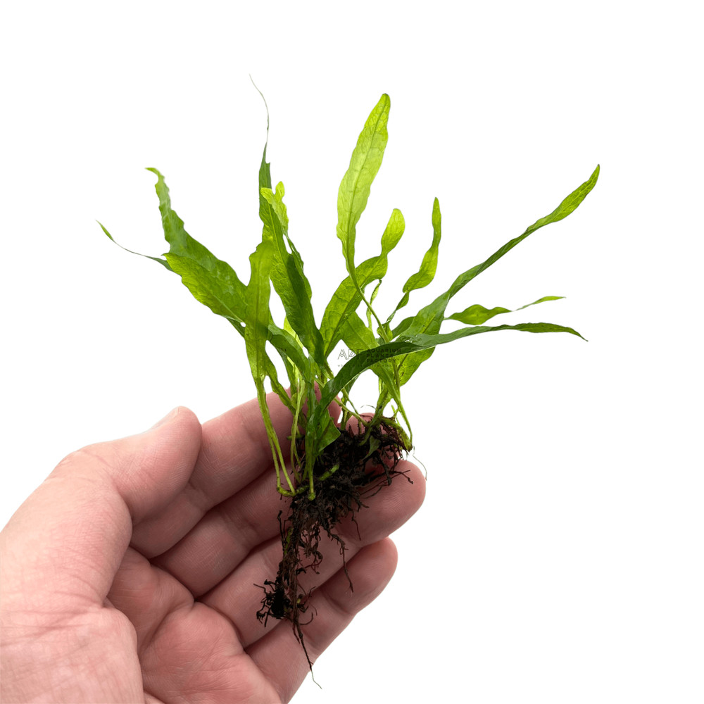 Java Fern Petite Microsorum pteropus 'Petite'| Aquarium Plants Factory®