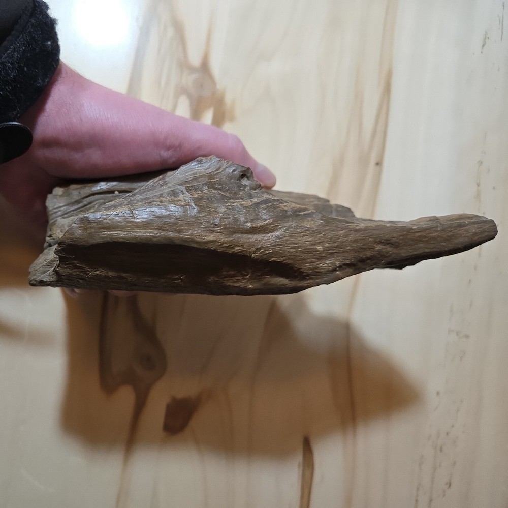 Amazing Petrified Wood Sample