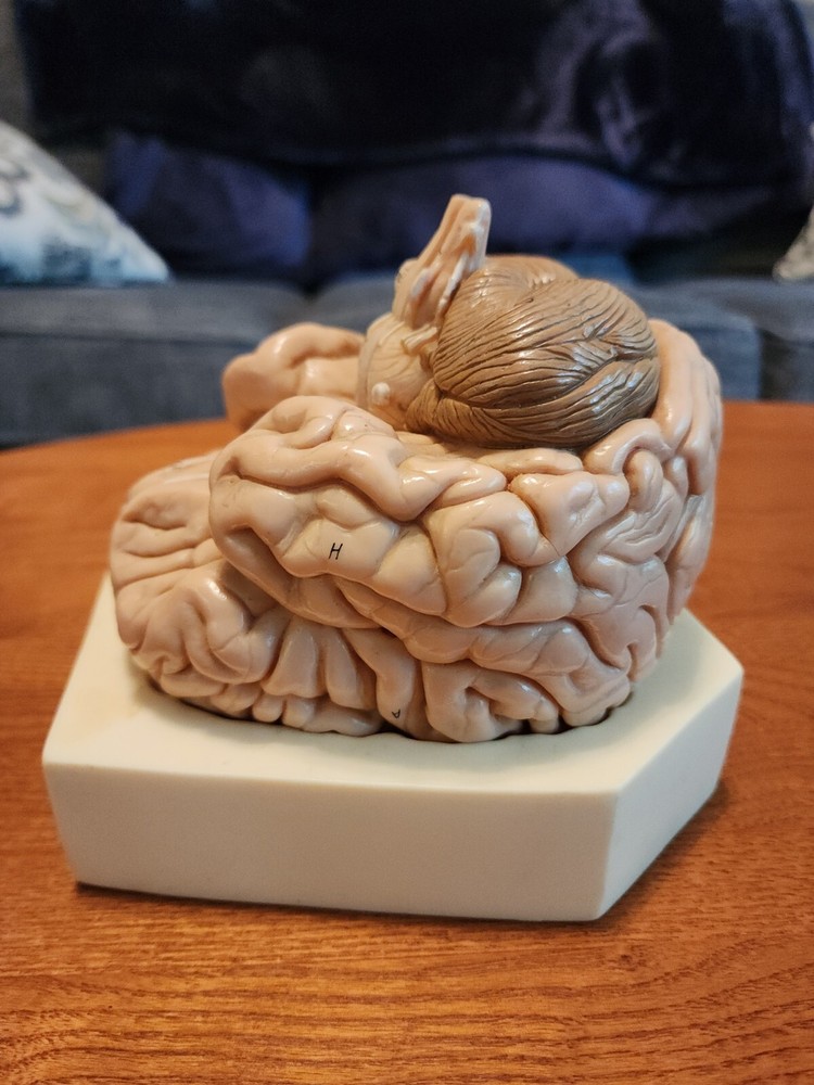 2-Part Brain Model Anatomy Model