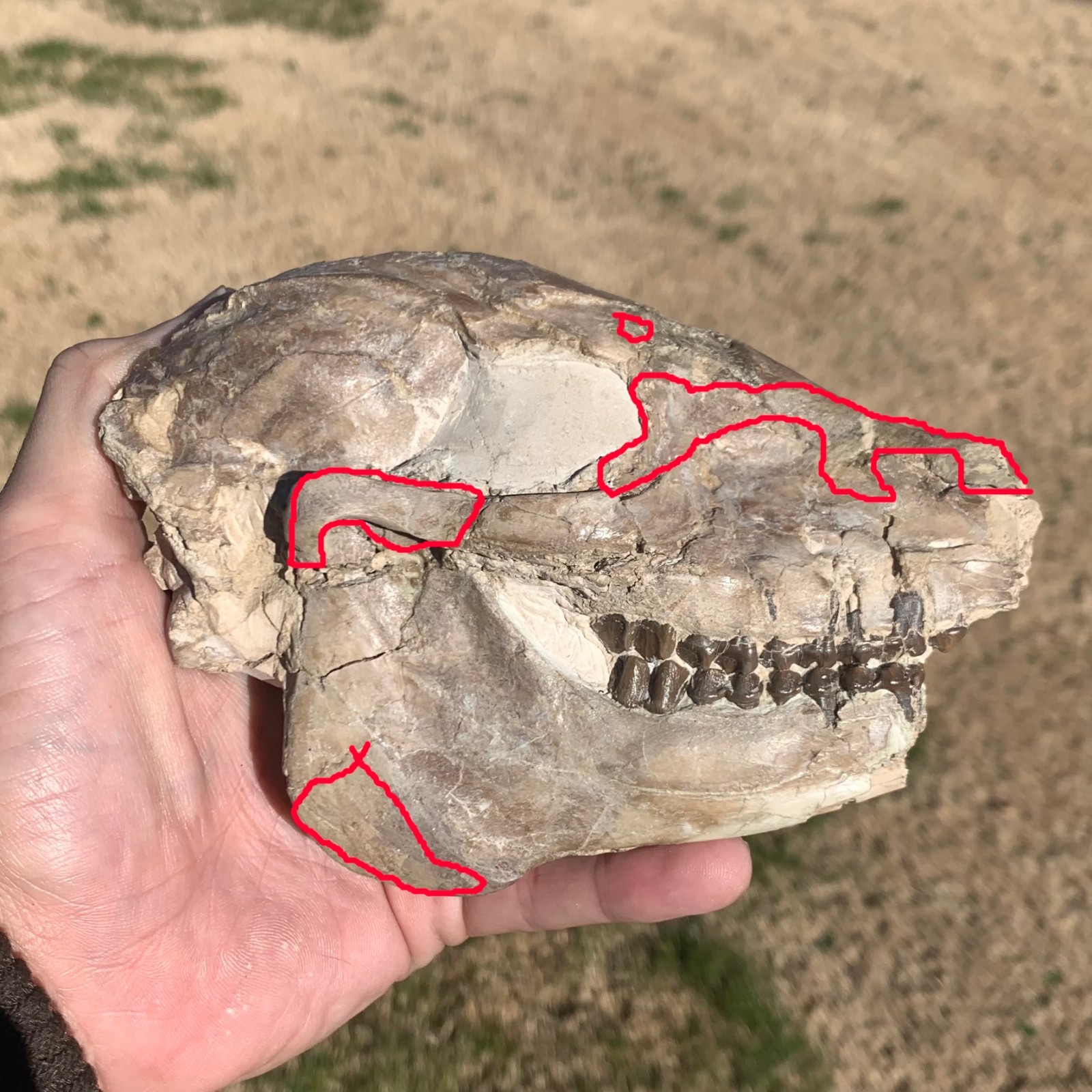 Fossil Horse Skull, Mesohippus, White River Badlands, mammal fossils