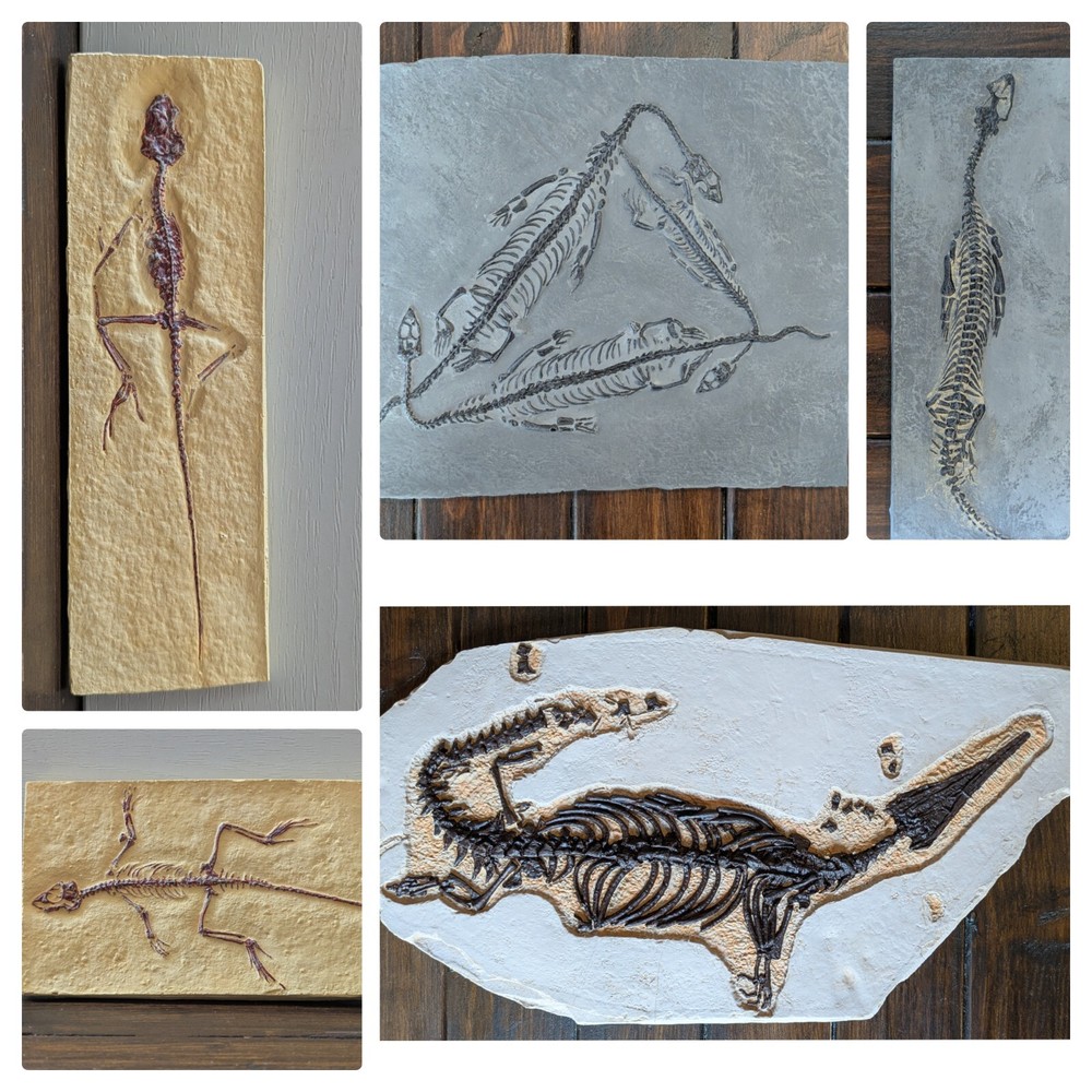 Reptile Skeleton Replicas | Homeosaurus | Nothosaurus | Mesosaurus