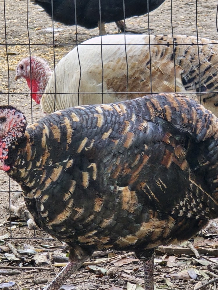 6 + Mottled Turkey Hatching Eggs Purebred