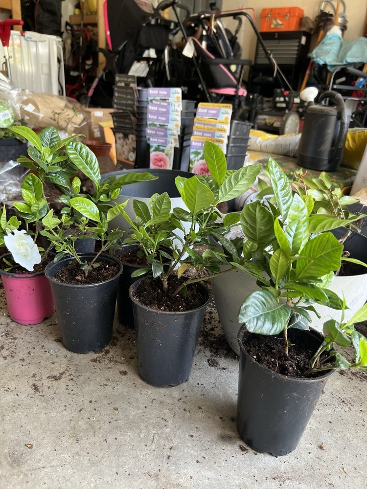 Gardenia Live Plant.4”-7”