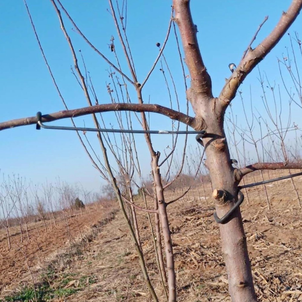 Fruit Tree Limb Spreaders - 5pcs Branch Support & Brace for Tree Growth