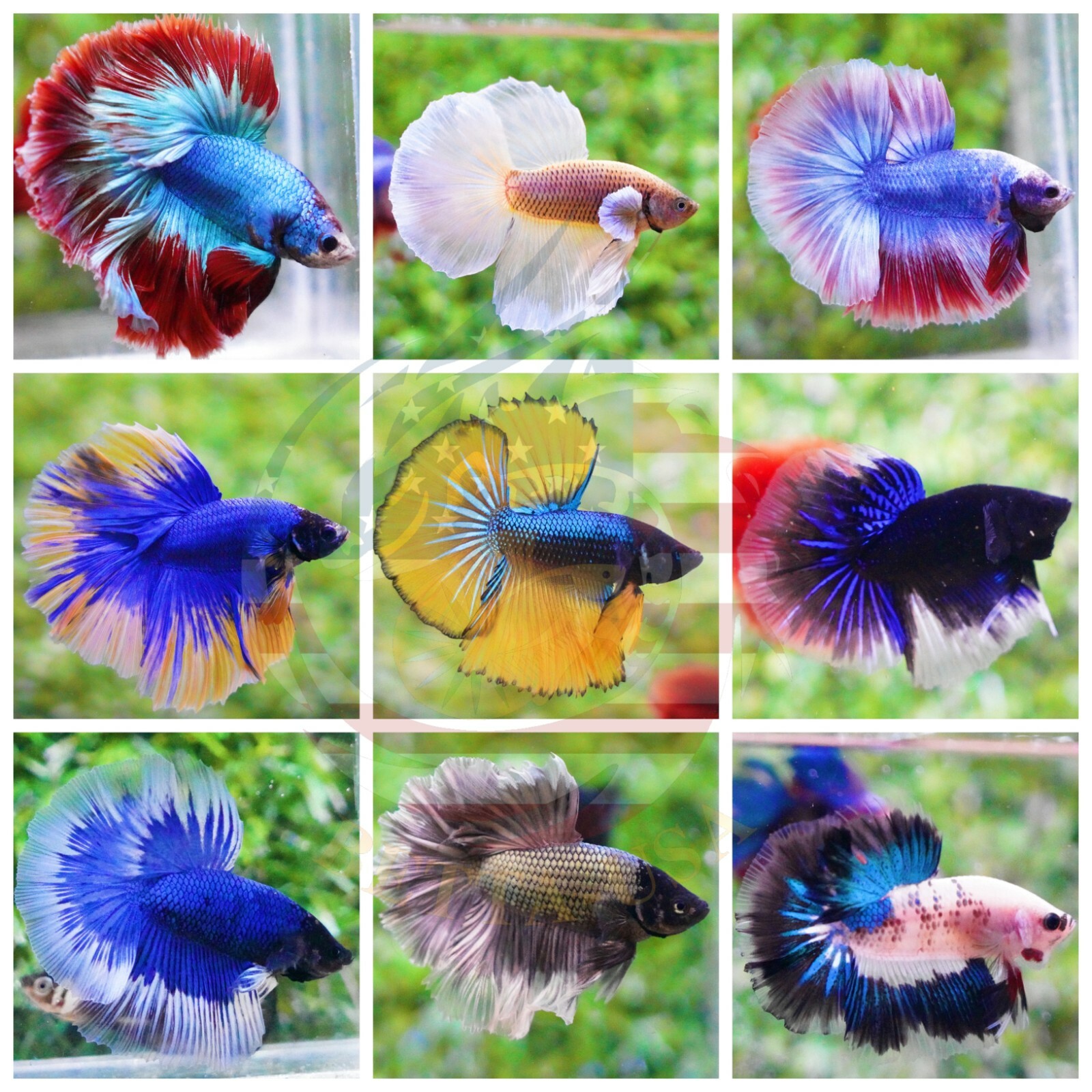 Live Betta Fish - High Quality Grade A+++ Halfmoon Live Betta - Special Price