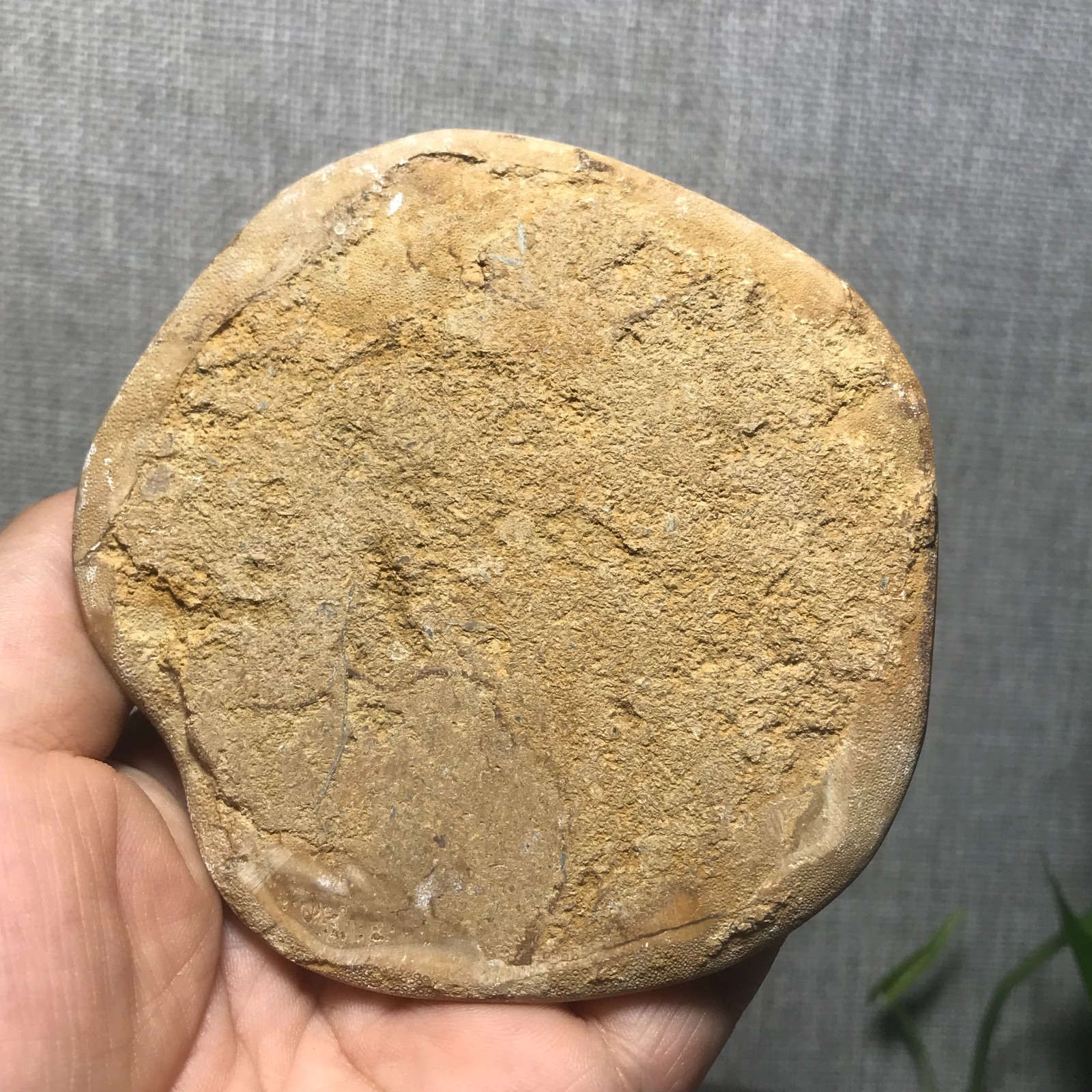 200g Starfish Crystal Specimen 13