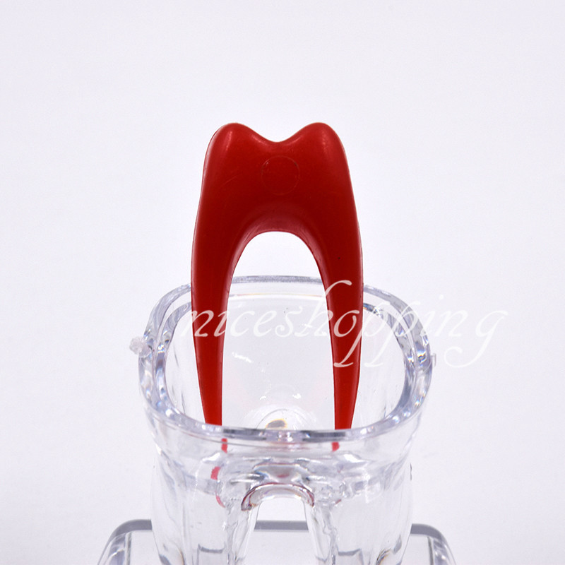 1x Dental Separable Crystal Base Hard Plastic Teeth model Tooth Molar Model