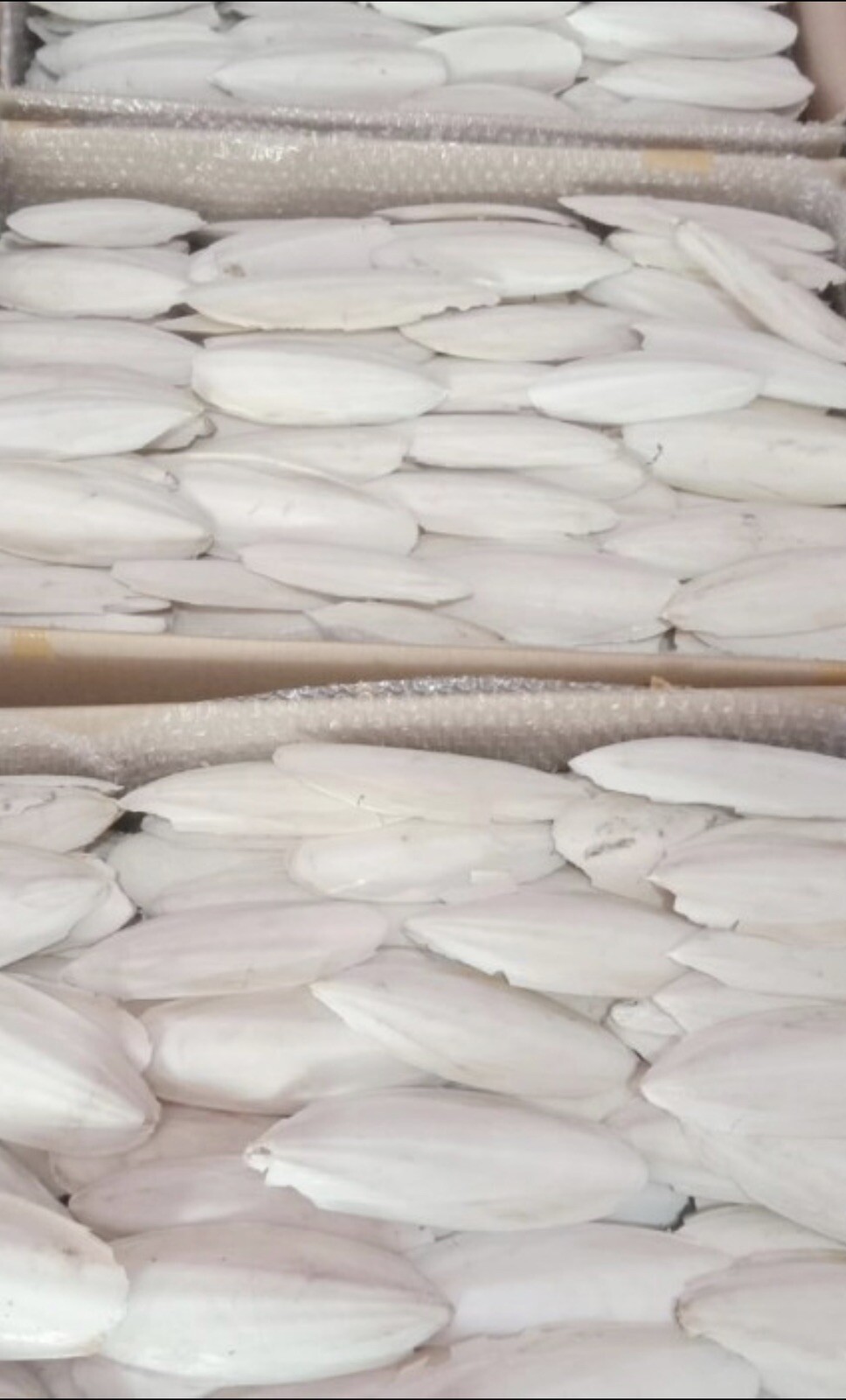 Large Natural Cuttlebone Cuttlefish Bone Bird Reptile Turtle Food Calcium 6"++