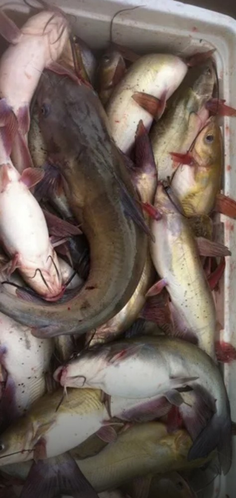 KRAZY KAT CATFISH PUNCH BAIT