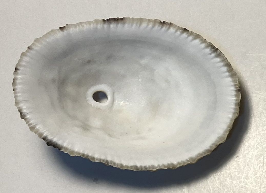 Limpets. 3 species. Diadora sp., Patella sp., Megathura crenulata. Great Shape