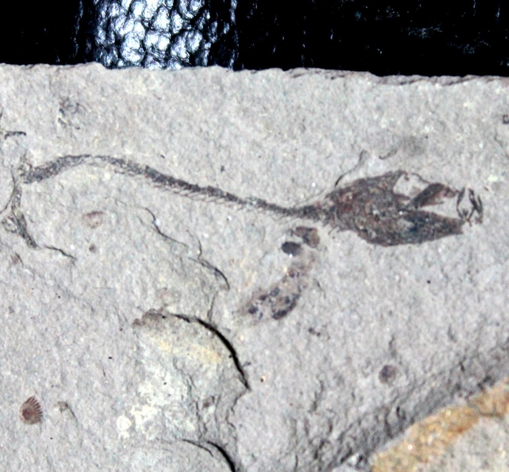 Oligocene fossil fish