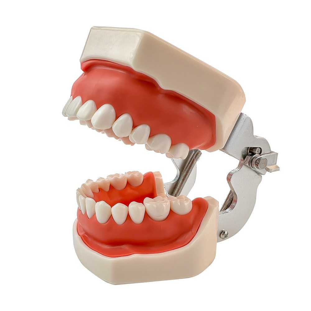 Dental Phantom Head Model Silicone Mask 28Pcs Screw Fixed Teeth Simulation Model
