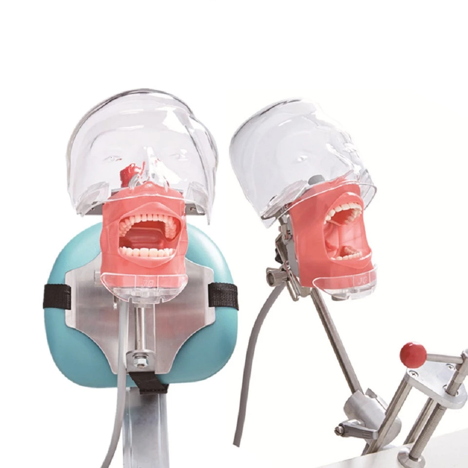 Dental Simulator Manikin Phantom Head Model with Replaceable Teeth Model USSTOCK