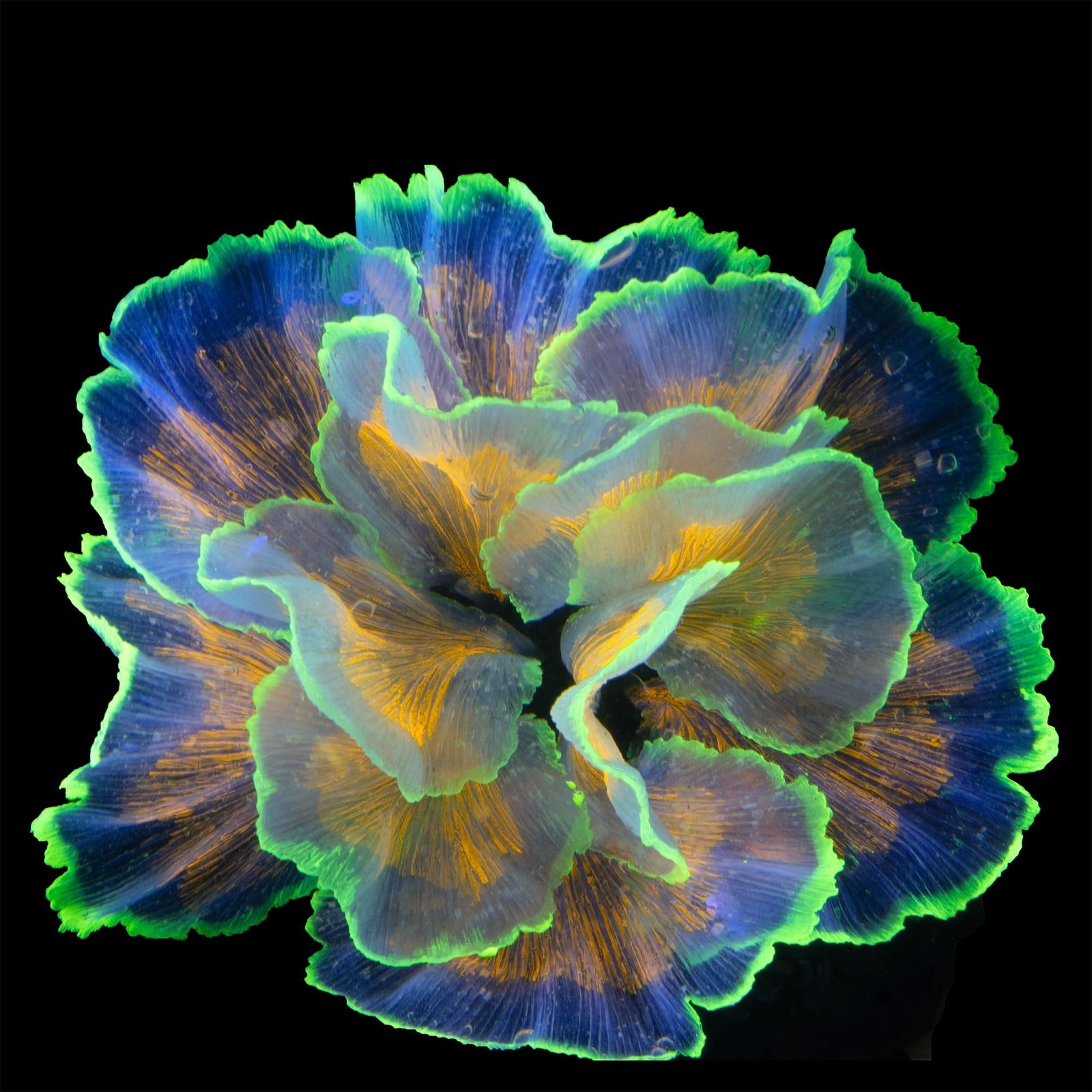 Fish Tank Decorations Glowing Flower Aquarium Decorations Aquatic Plants Bett...