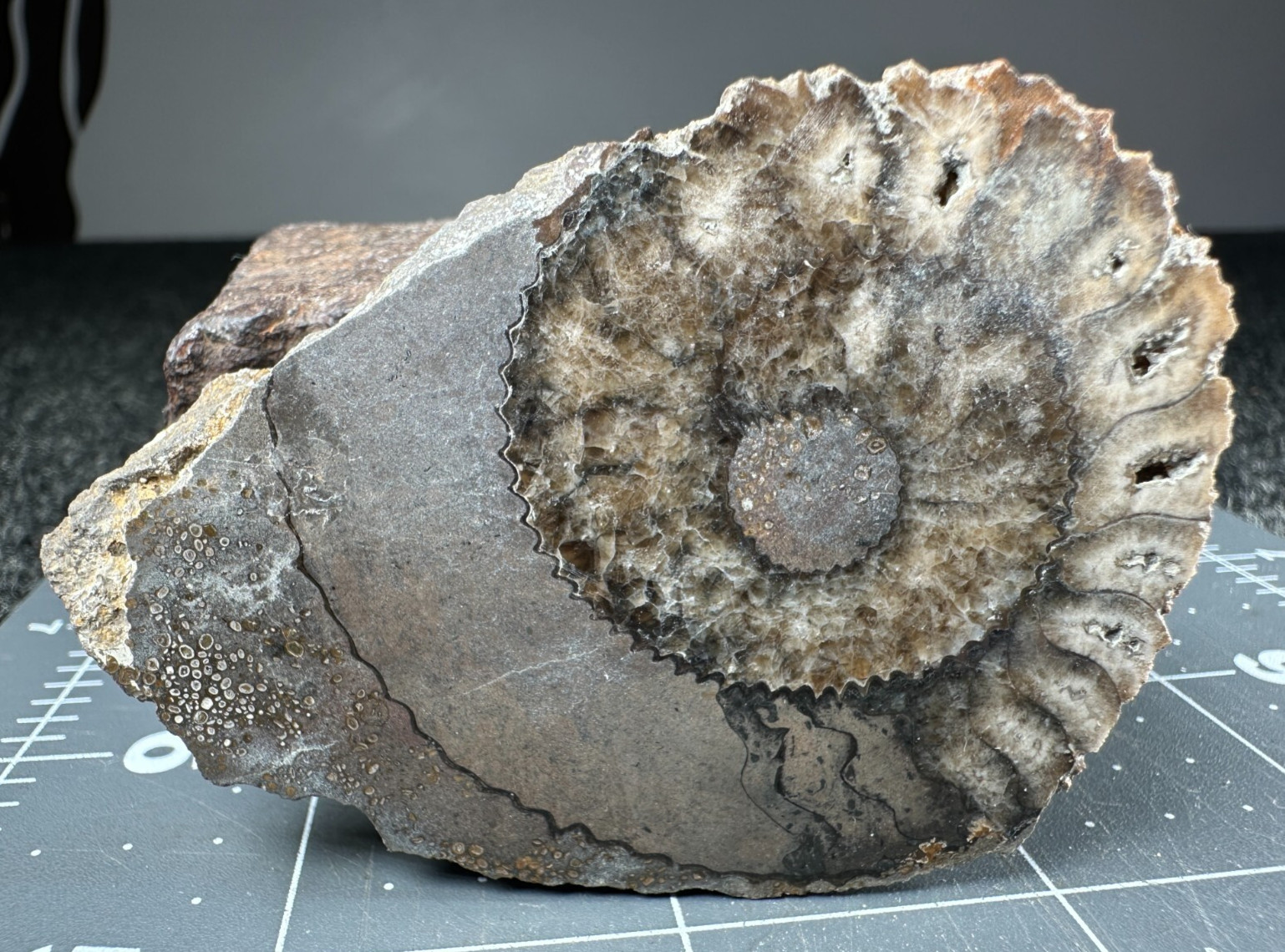 ➤ 2-3/4 Inch AMMONITE Fossil Specimen - Reichenbach South Germany VIDEO➤163
