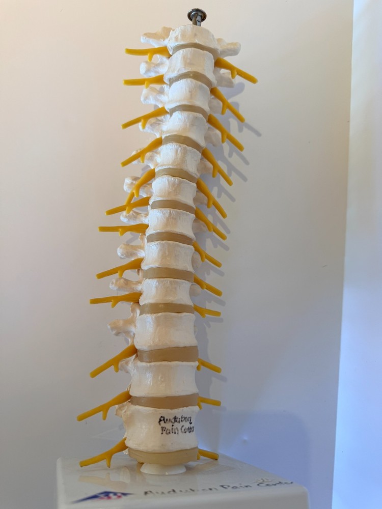 Thoracic Spine Model A73 3B Scientific