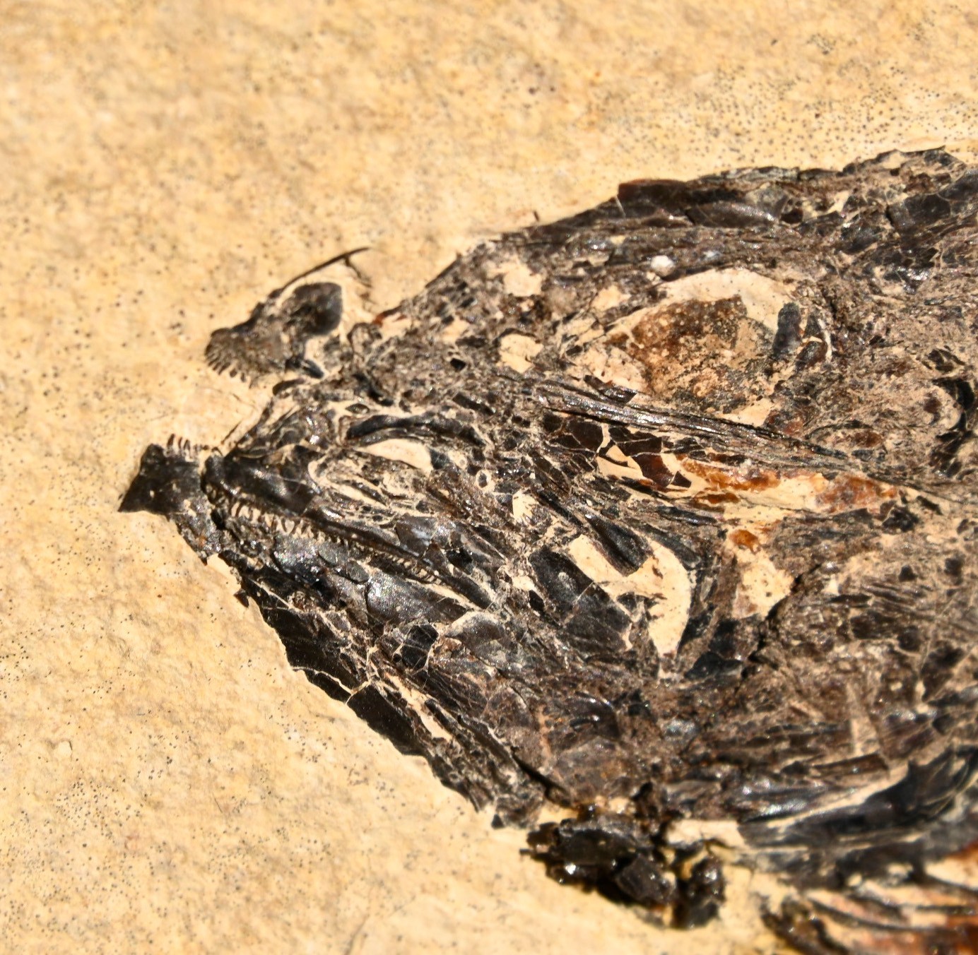 Fossil Fish 7.0 inches, Mioplosus labracoides , GRF, Wyoming, U.S.A. #1