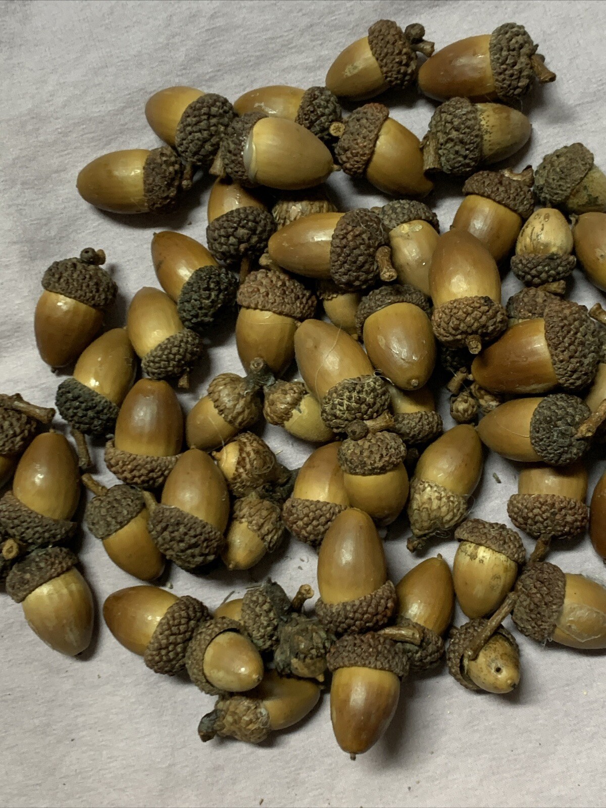 Over 60 dried acorns With caps for crafts, Real acorns, Dried Treated