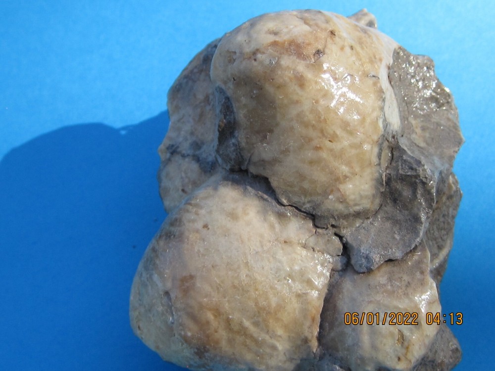 CLAM SHELL CLUSTER