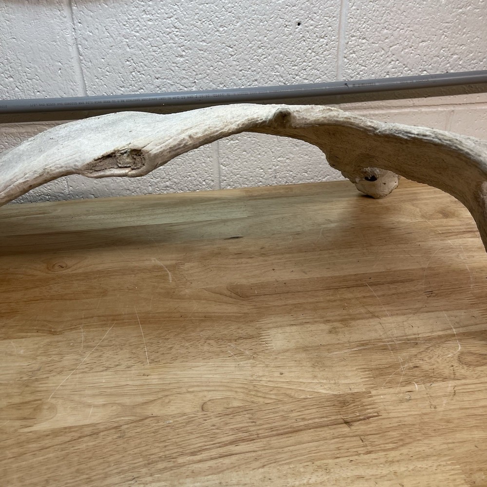 Genuine Moose Antler 30” & 6.95lbs