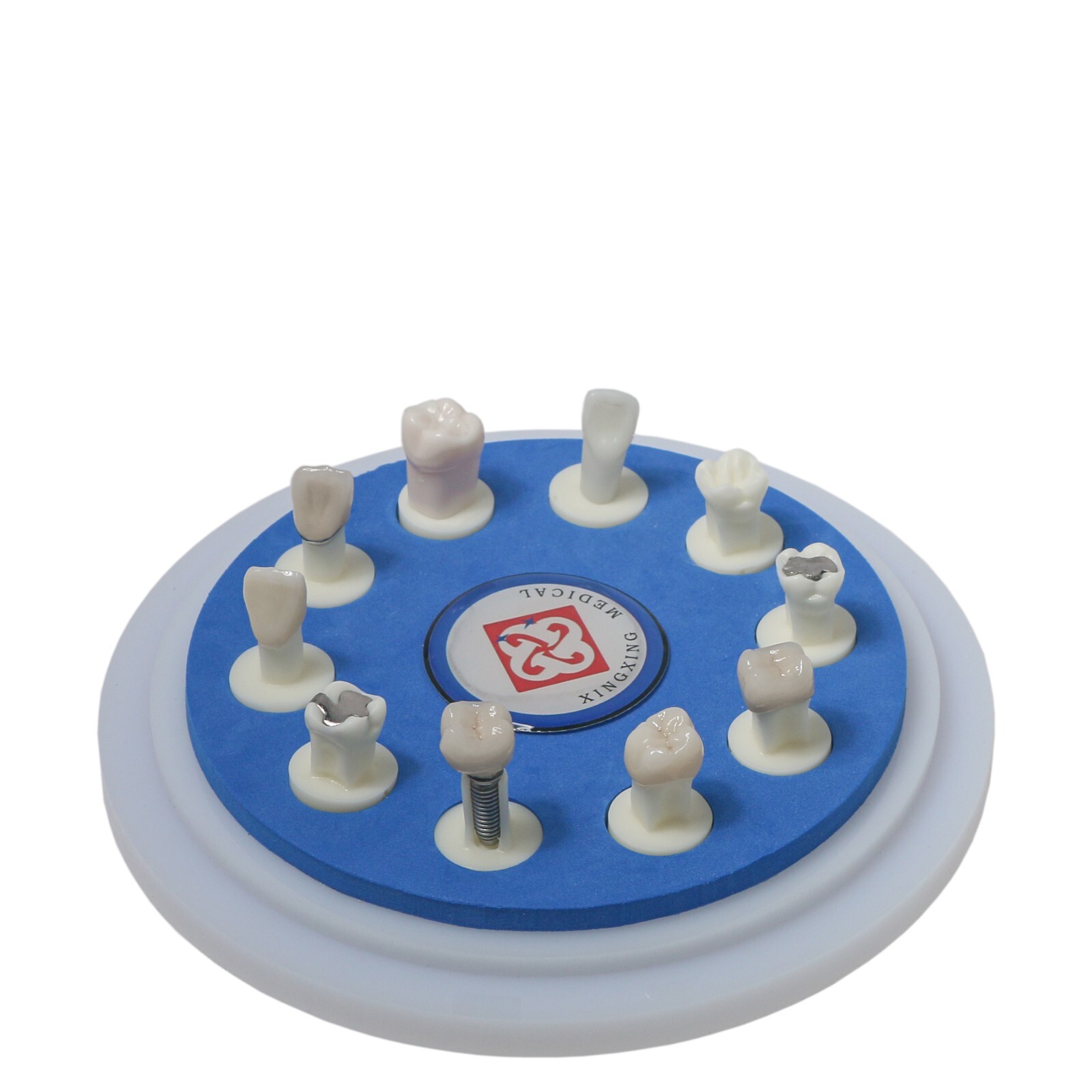 Dental Implant Typodont Teeth Restoration Model Series Overdenture Practice Demo