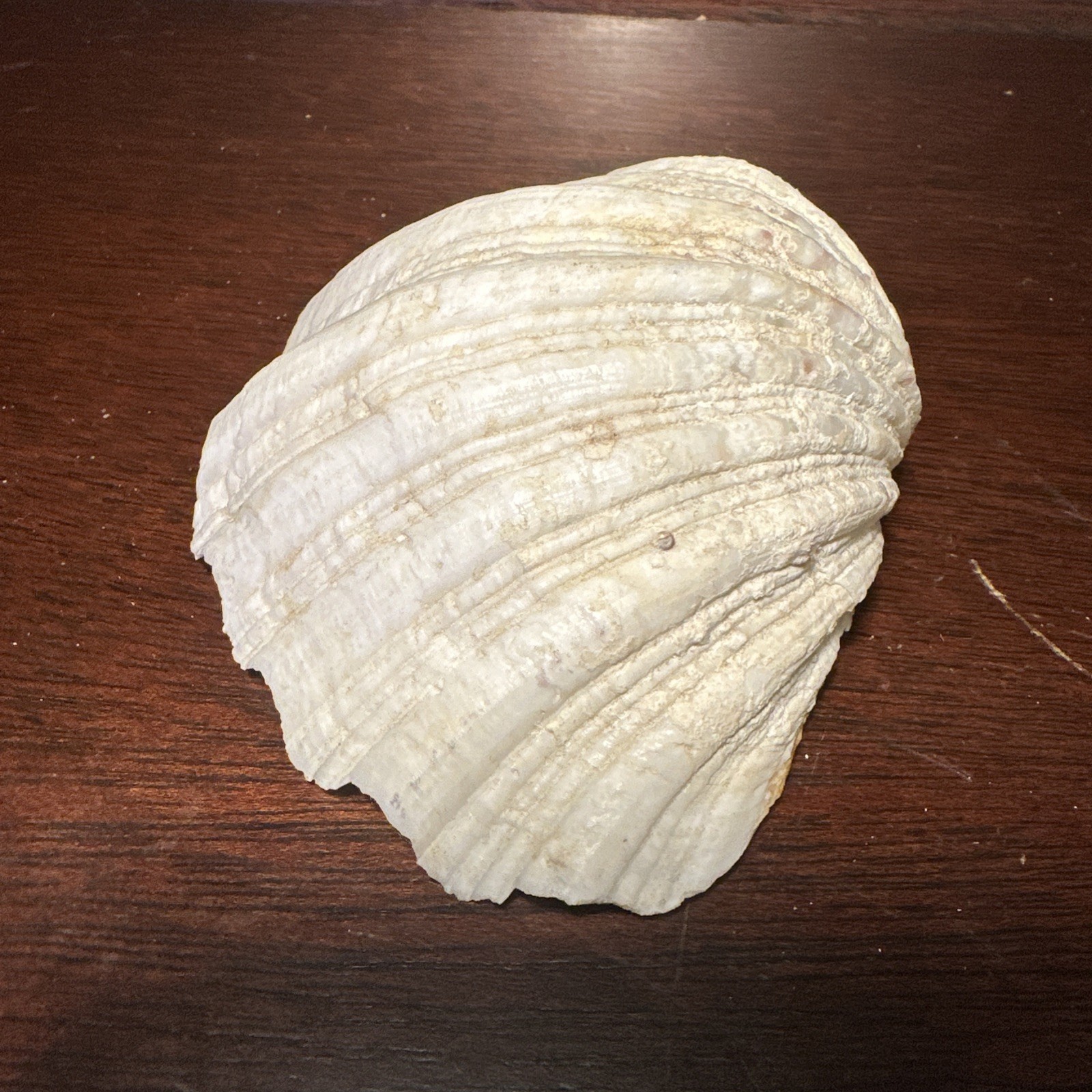 Large Decorative White Fluted Clam Shell 7 X 5.5 x 2