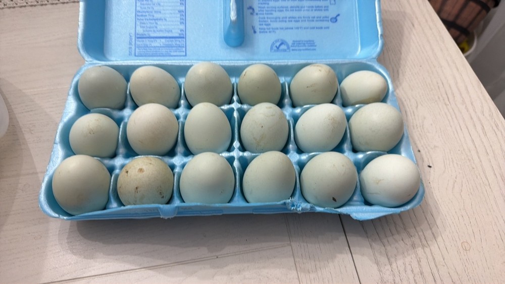6 Ameriauna chicken hatching eggs