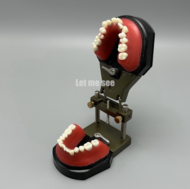 1set Dental Orthodontic Simulator Training Teeth Model Typodout Model