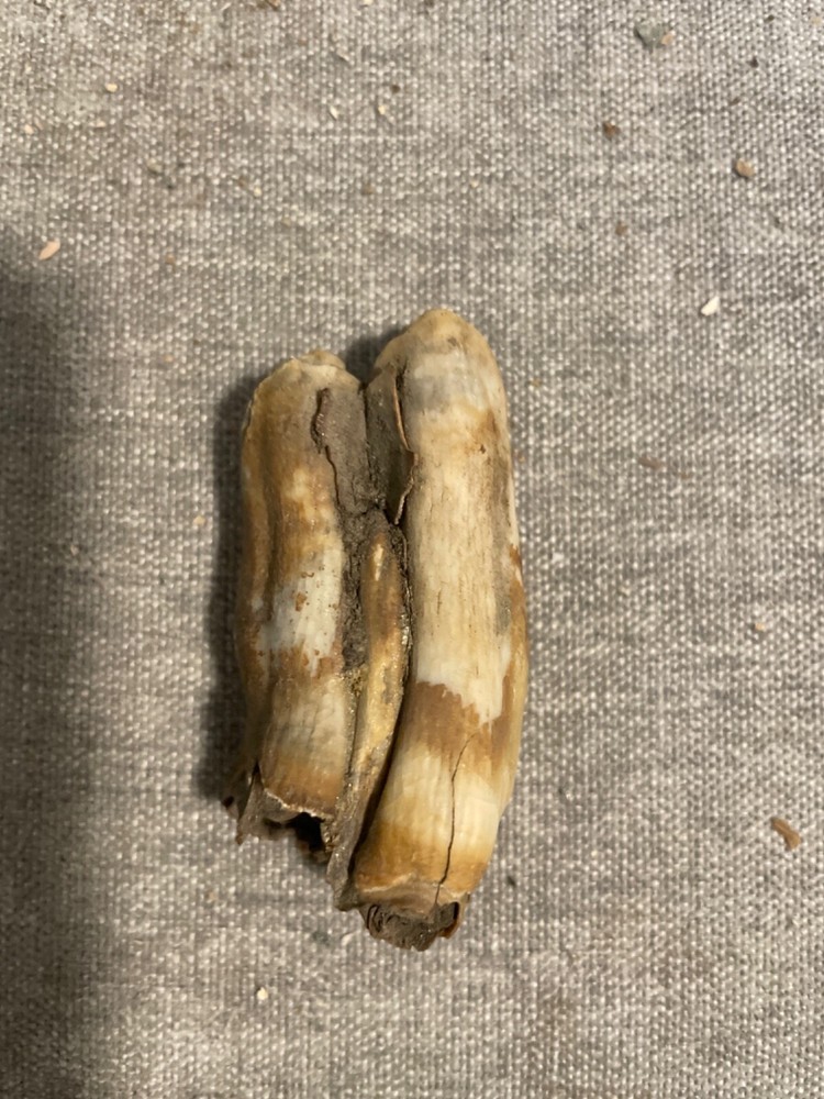 ice age horse tooth