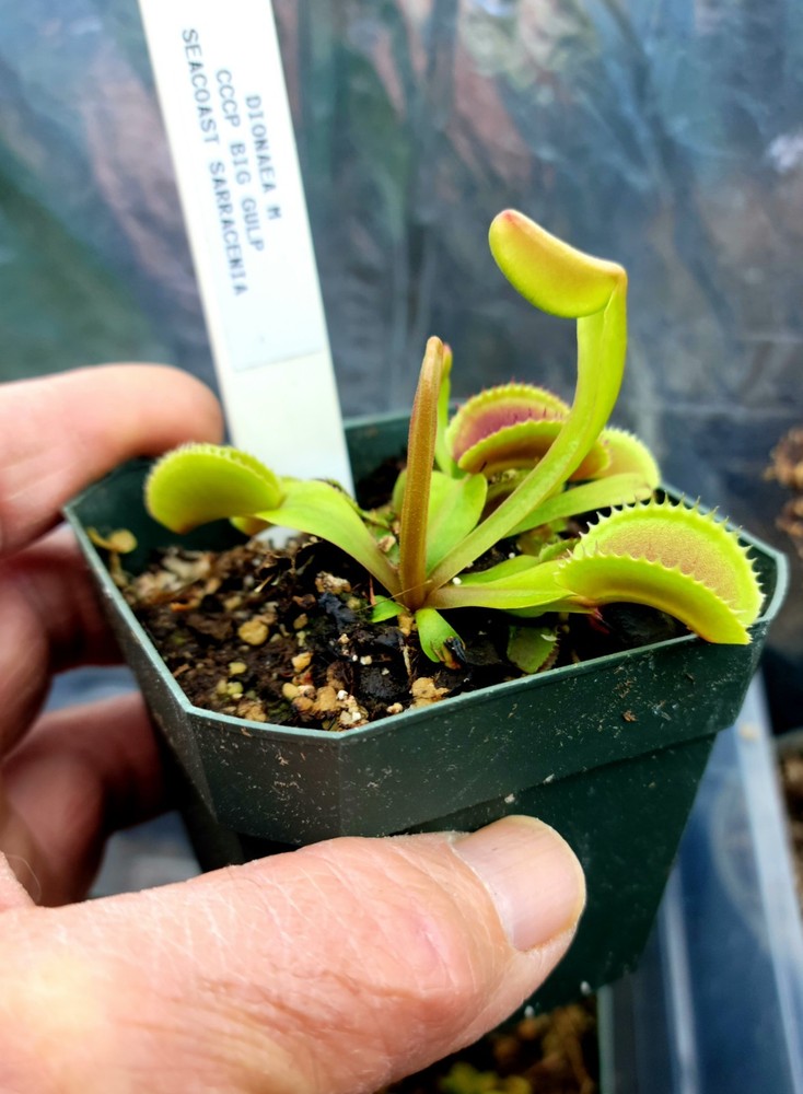 Dionaea M 'CCCP Big Gulp venus flytrap RARE