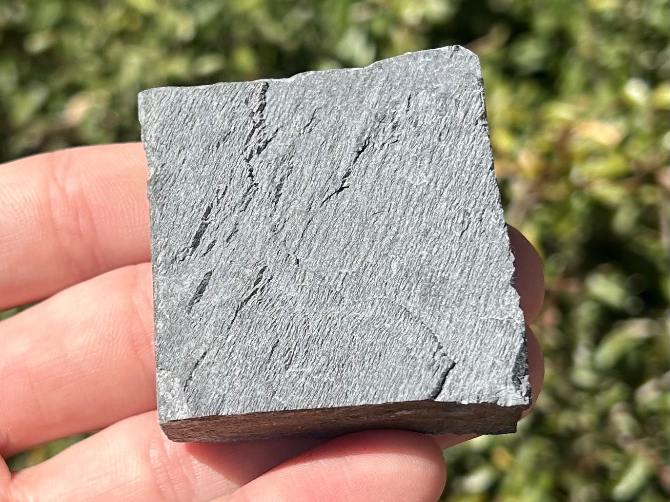 Washington Fossil Trilobite Ogygopsis Metaline Formation Cambrian Bug in Matrix