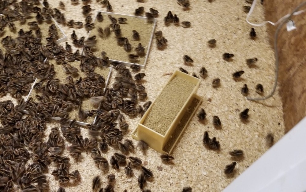 50 + Jumbo Brown Coturnix Quail Hatching Eggs