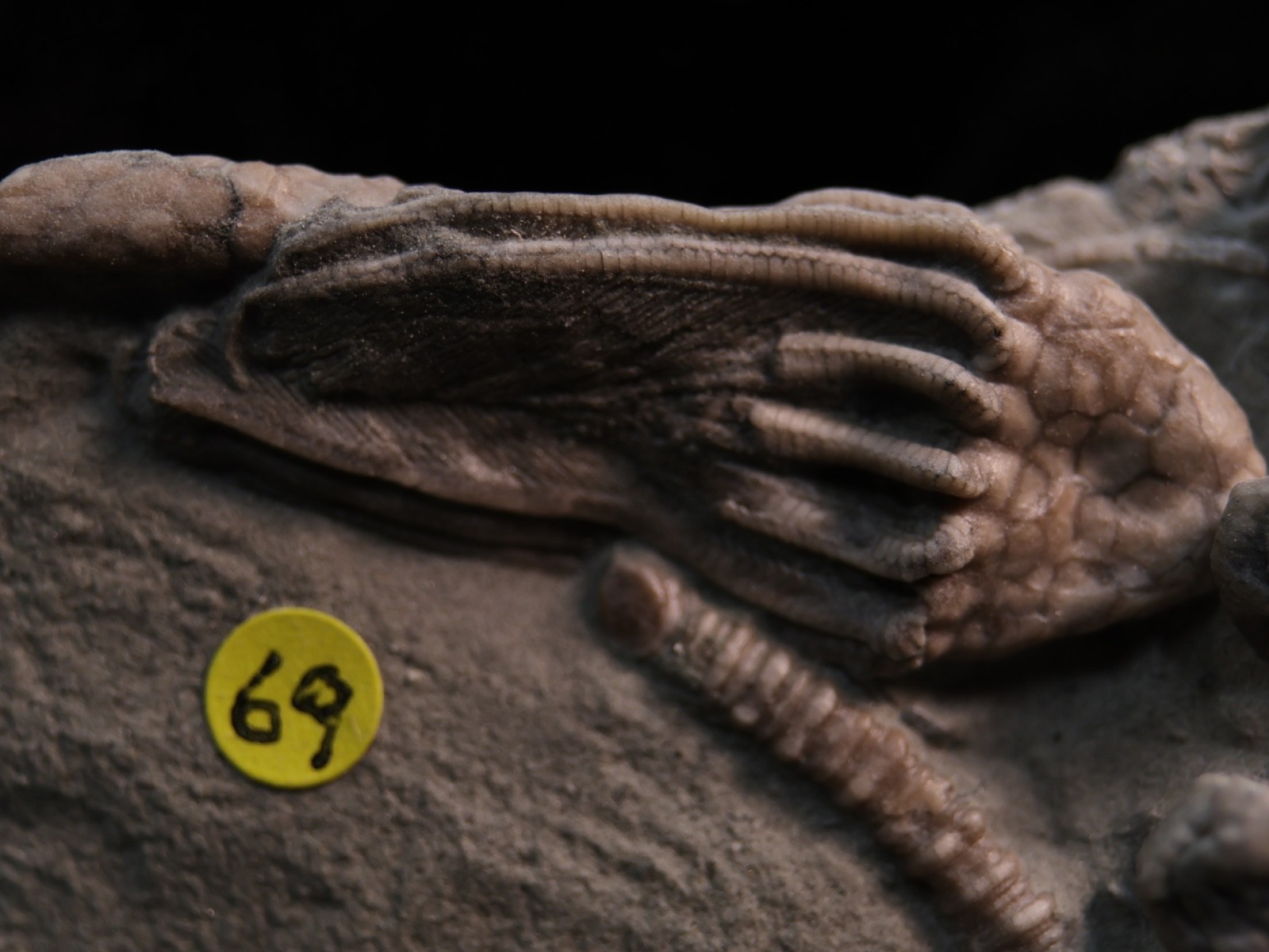 Meaty Plate of Fossil Crinoids, Crawfordsville, IN