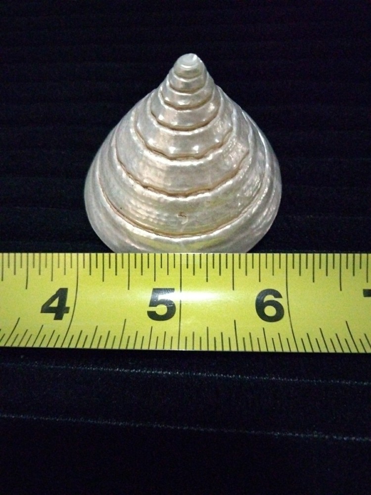 Pearl Trochus Shell 2"