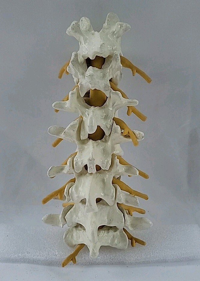Lumbar Vertebral Spine Model Human Lumbar Educational Teaching Tool 8"