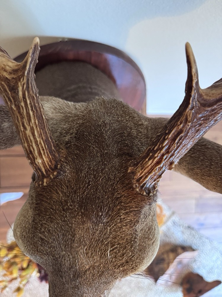 Deer Head Wall Mount With Wooden Base