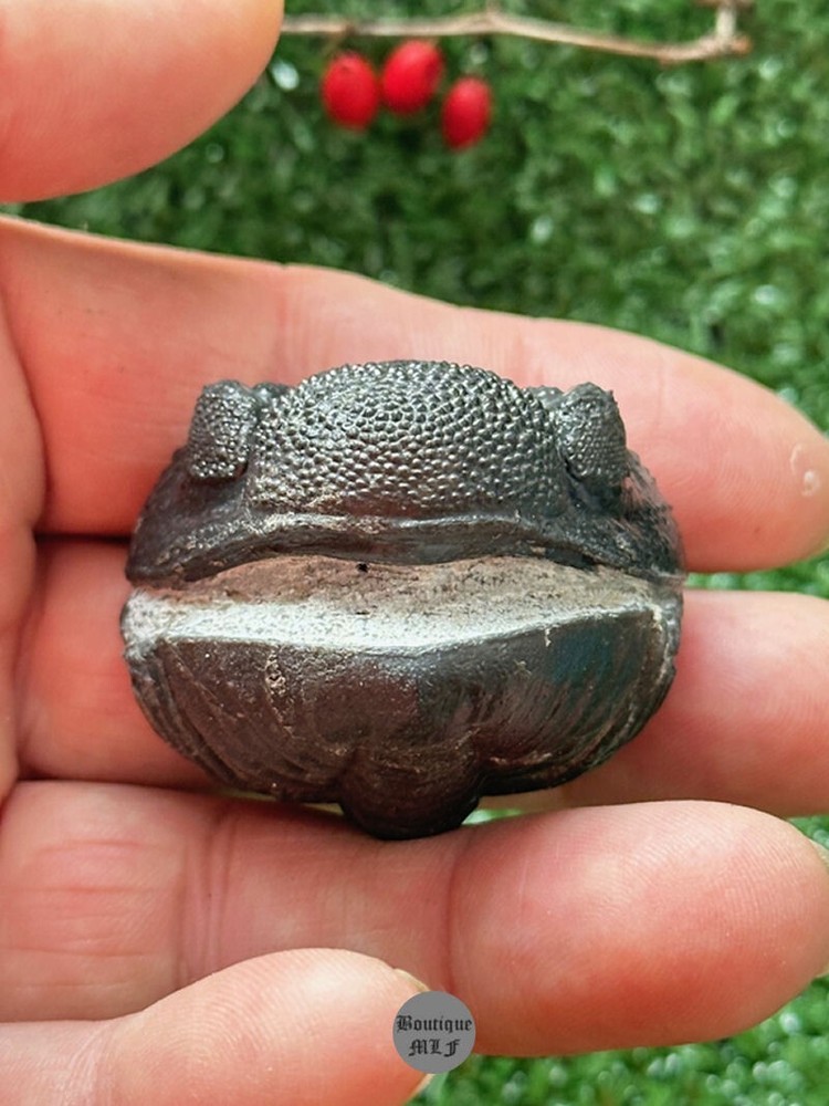 NICE rolled Trilobite Moroccops fossil from Morocco Devonian