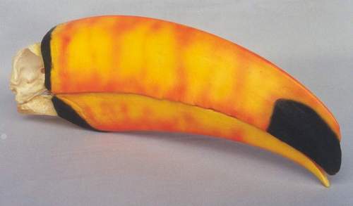 TOUCAN SKULL REPLICA
